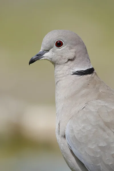 Paloma con cuello — Foto de Stock