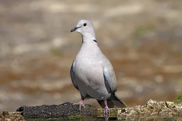 Colombe à collier — Photo