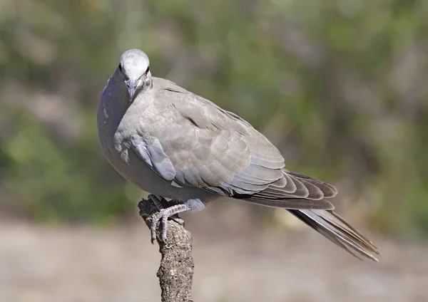Yakalı güvercin — Stok fotoğraf
