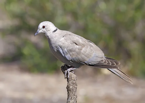 Collared dove — Stock Photo, Image