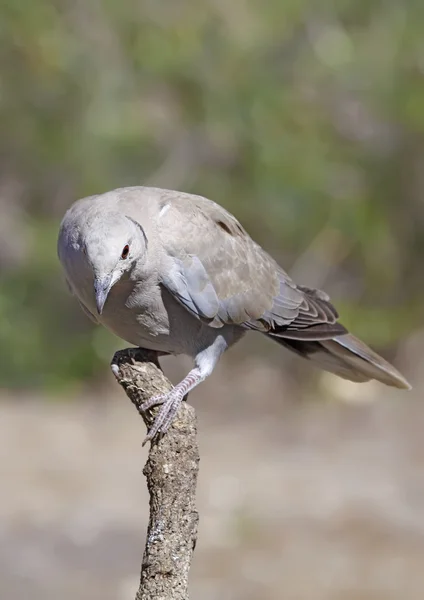 Collared dove — Stock Photo, Image