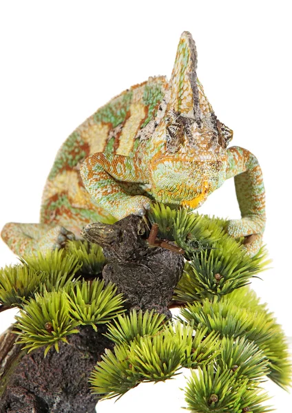 Chameleona Jemen z — Stock fotografie
