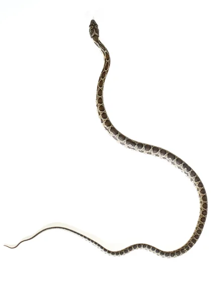 Serpiente de herradura — Foto de Stock