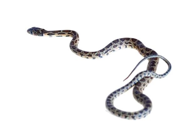 Serpiente de herradura — Foto de Stock