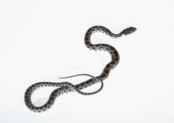 Serpiente de herradura — Foto de Stock