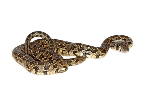 Serpiente de herradura — Foto de Stock
