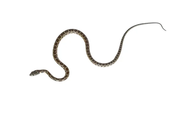 Подковообразная змея — стоковое фото
