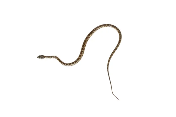 Serpiente de herradura — Foto de Stock