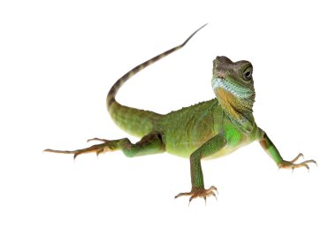 su ejderha