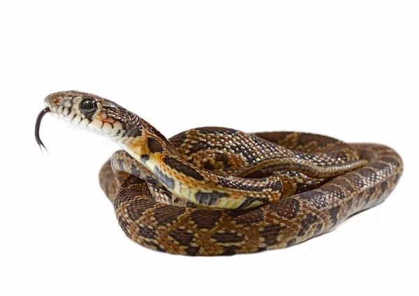 Serpiente de herradura — Foto de Stock