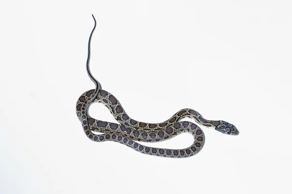 Serpiente de herradura — Foto de Stock