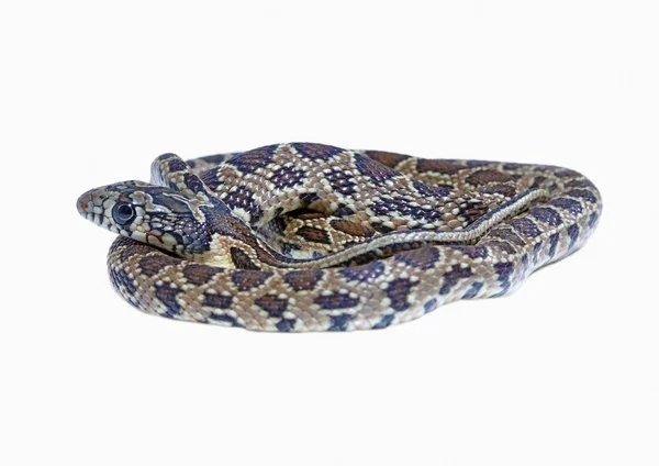 Подковообразная змея — стоковое фото