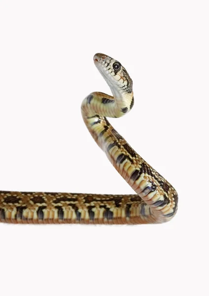 Serpiente de herradura — Foto de Stock