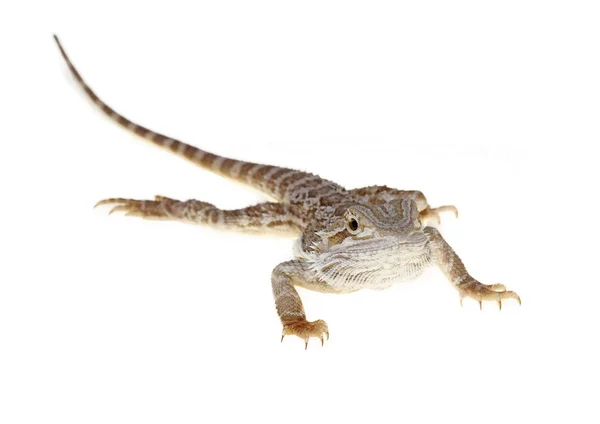 Bearded dragon — Stockfoto