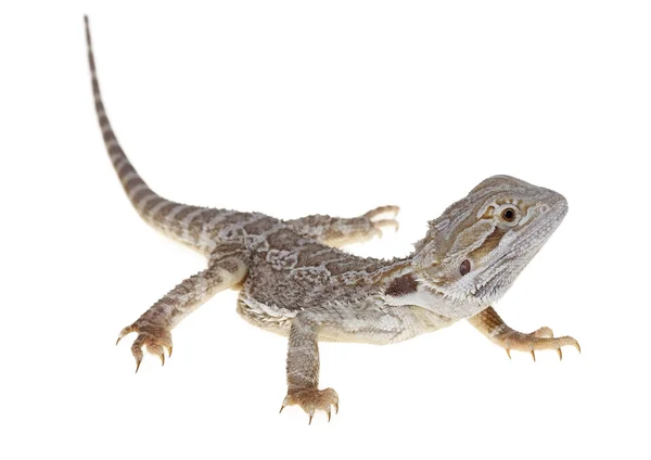 Dragón barbudo — Foto de Stock