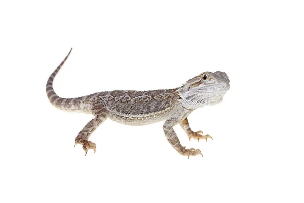 Dragón barbudo — Foto de Stock