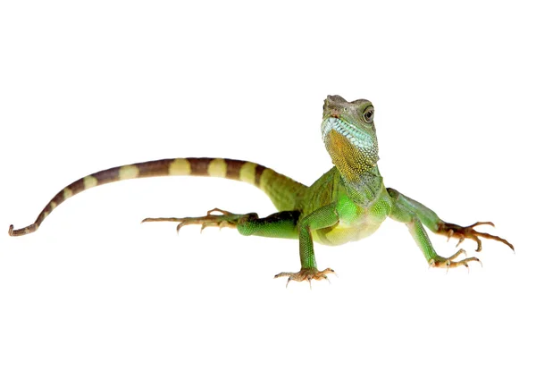 Water dragon — Stock Photo, Image