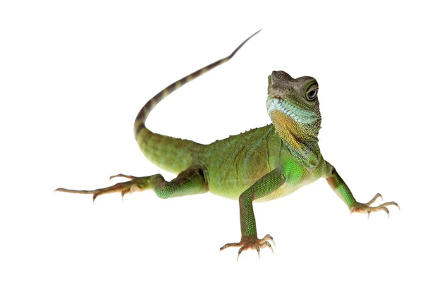 su ejderha