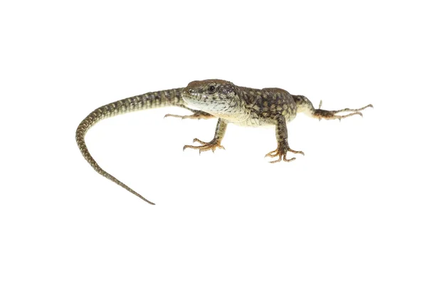 Lagarto común — Foto de Stock