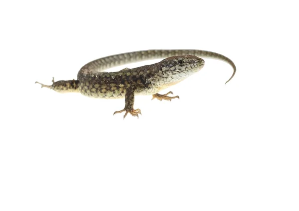 Common lizard — Stock Photo, Image
