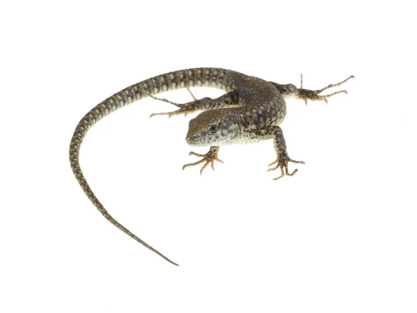 stock image common lizard