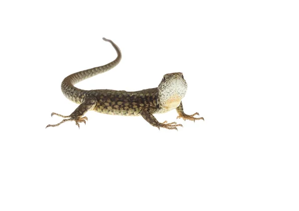 Lagarto común — Foto de Stock