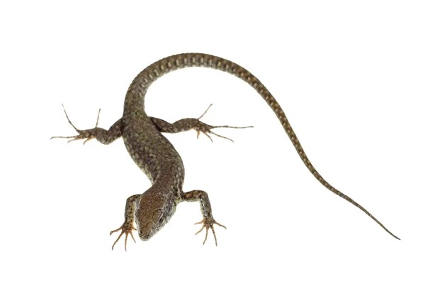 Lagarto común — Foto de Stock