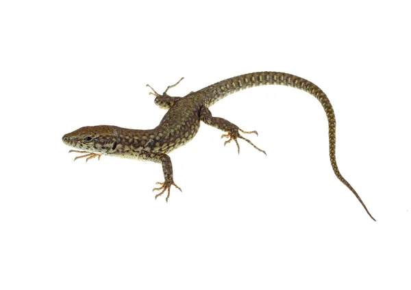 Lagarto común — Foto de Stock