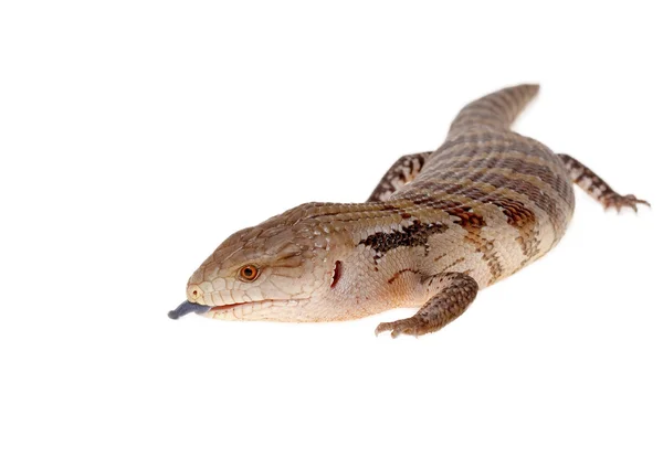 Lagarto de língua azul — Fotografia de Stock