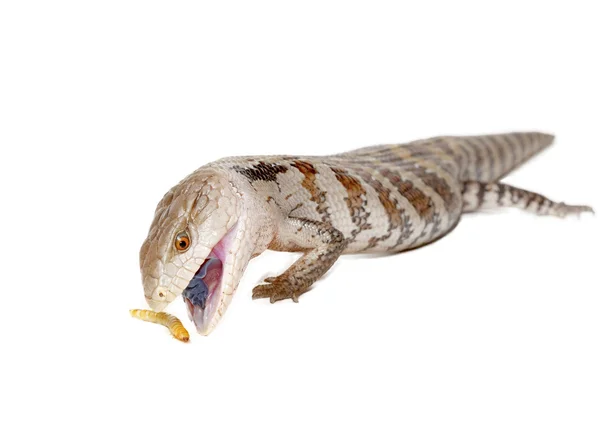 Blue tongue lizard — Stock Photo, Image