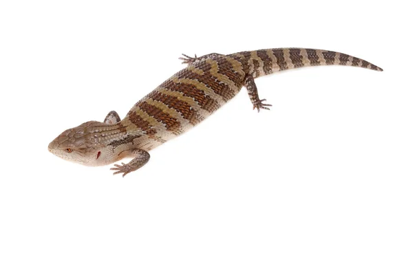 Blue tongue lizard — Stock Photo, Image