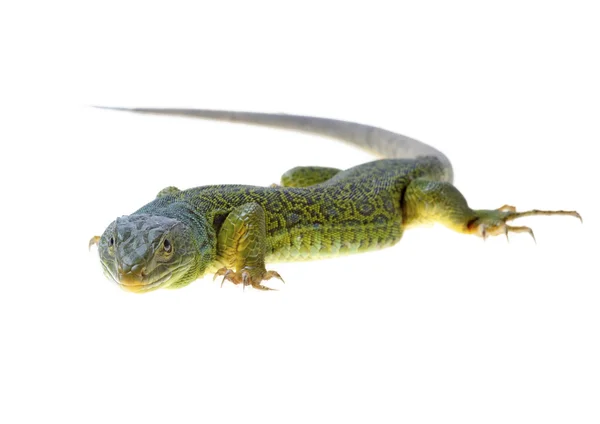 Lagarto — Fotografia de Stock