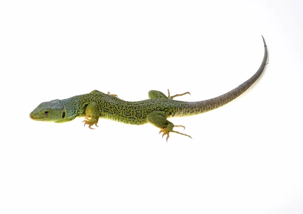 Lagarto — Fotografia de Stock