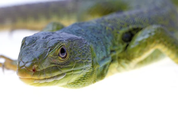 Lagarto — Fotografia de Stock