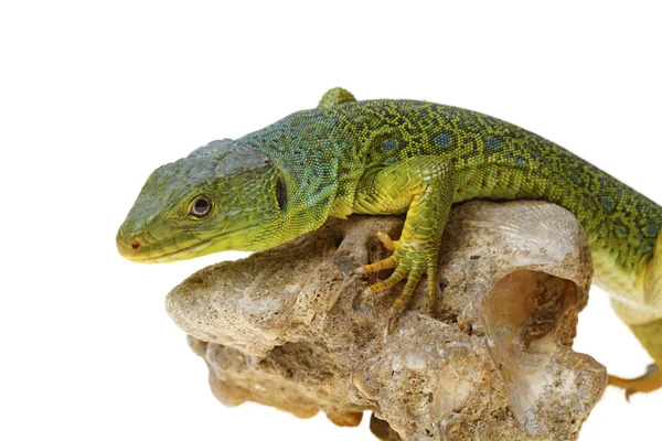 Lézard — Photo