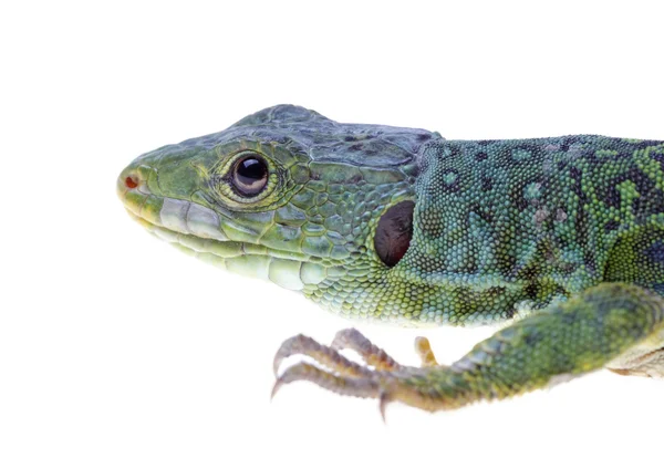 Lézard — Photo