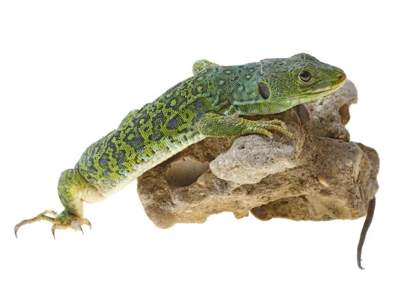 Lézard — Photo