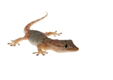 Gecko