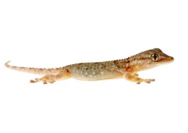 Gecko