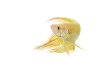 Betta altın