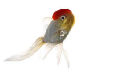 kırmızı bere balık