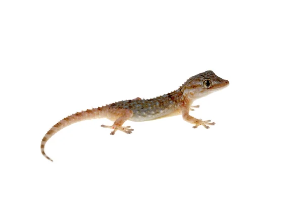 Gekko — Stockfoto