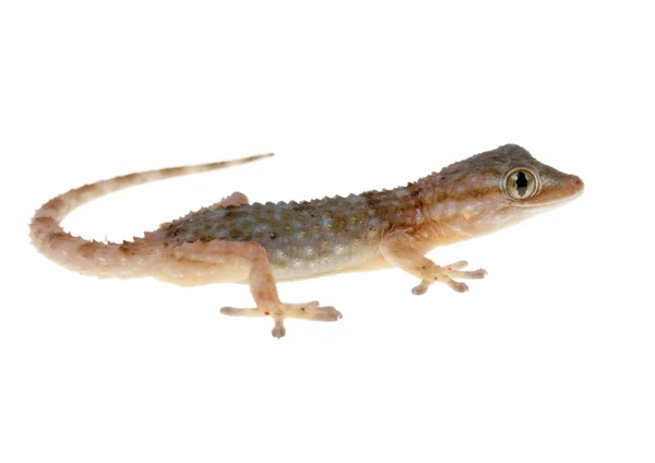 Gecko. — Foto de Stock