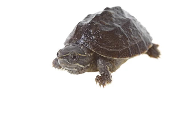 Żółw ostropyski — Zdjęcie stockowe
