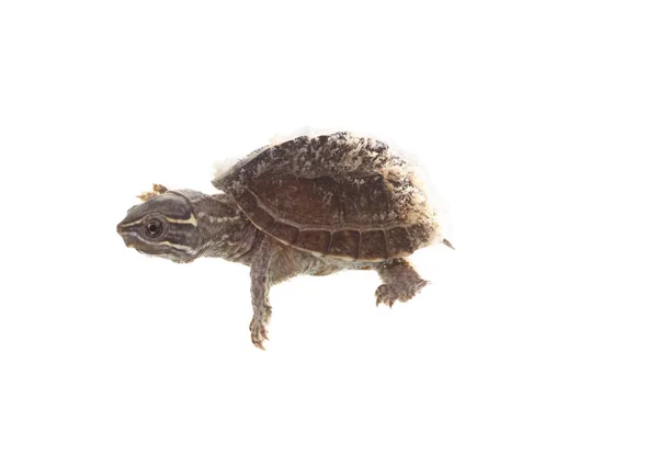 Moschusschildkröte — Stockfoto
