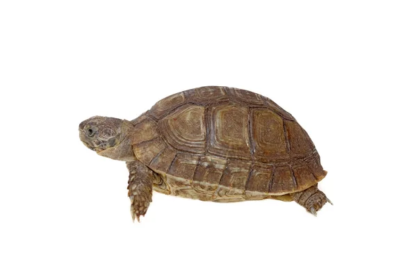 Turtle dwells — Stock Photo, Image