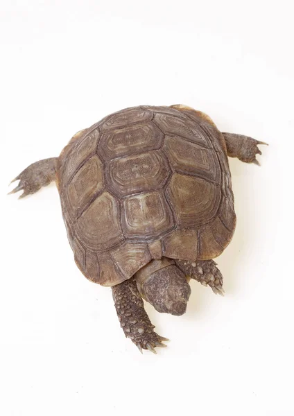 Turtle dwells — Stock Photo, Image