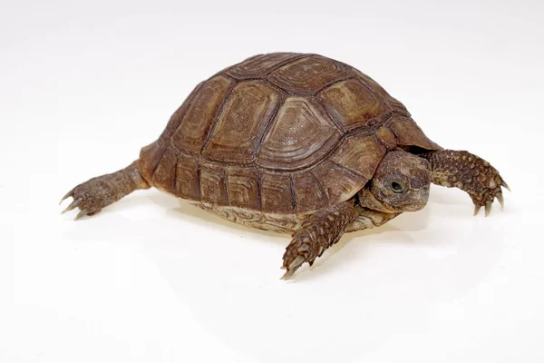 Turtle dwells — Stock Photo, Image