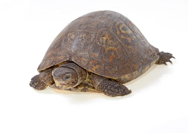 Painted wood turtle — Stock Photo, Image