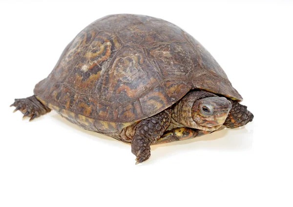 Geschilderde houten schildpad — Stockfoto